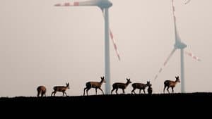 Wildnis 2.0 - Die Tierwelt auf Umwegen — foto 1