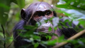Wild Congo — foto 2