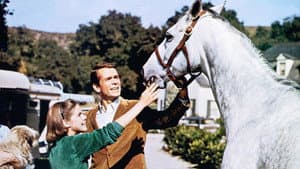 The Horse in the Gray Flannel Suit — foto 4