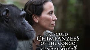 Rescued Chimpanzees of the Congo with Jane Goodall — foto 1