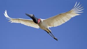 Secrets of Our Living Planet — foto 5