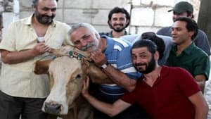 Sürgün İnek — foto 1
