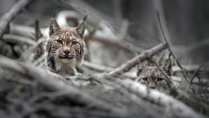 Vincent Munier, éternel émerveillé — foto 3