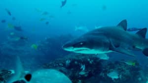 La guía de los grandes tiburones — foto 2