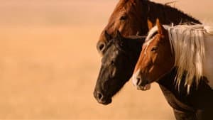 Wild Beauty: Mustang Spirit of the West — foto 3