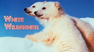 White Wilderness — foto 4