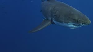 Lost Sharks of Easter Island — foto 1