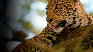 Jade Eyed Leopard — foto 3