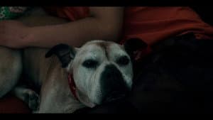 Perros de niebla — foto 2