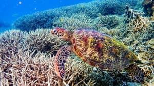 Blue Planet Live — foto 4