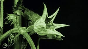 Das Blumenwunder — foto 2