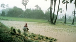 អ្នកស្រែ — foto 1
