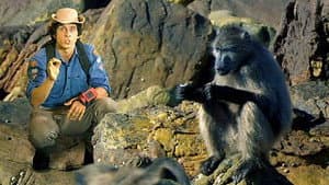 Babuinos Chacma