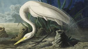 Audubon — foto 1