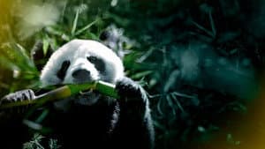 China: Misteriosa y salvaje — foto 1