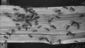 The Battle of the Ants — foto 1