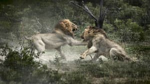 Brothers in Blood: The Lions of Sabi Sand — foto 3