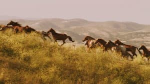 American Mustang — foto 6