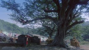 我愛扭紋柴 — foto 2