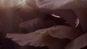 Planètes — foto 3