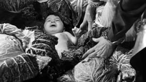 Milagro en Milán — foto 10
