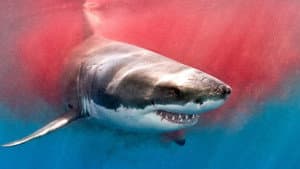 The Search for the Ocean's Super Predator — foto 6