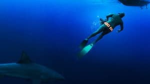 Secrets of the Bull Shark — foto 1