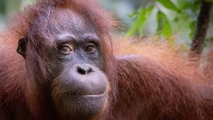 Orang-Utans - Borneos Waldmenschen — foto 7