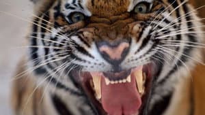 20 Animals That Will Kill You — foto 1