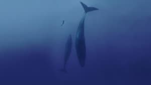 Freediver — foto 1