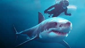 Jugando con tiburones — foto 8