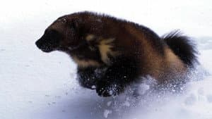 Wolverine - Chasing the Phantom — foto 1