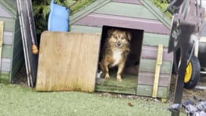 Scruffy Dogs — foto 1
