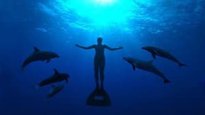 The Cove — foto 1