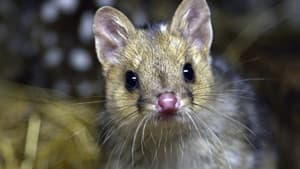 Quoll Farm — foto 5