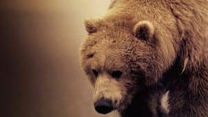 Diary of the Grizzly Man — foto 1