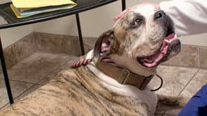 Episodio 13