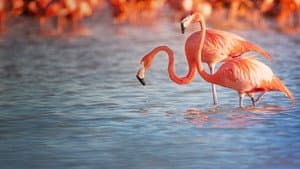 Planet of the Birds — foto 2