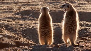 Clan of the Meerkat — foto 3