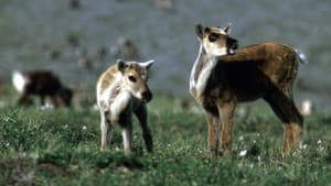Being Caribou — foto 1