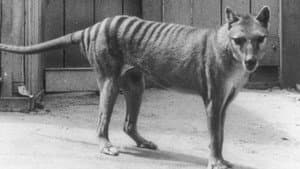 Extinct or Alive: The Tasmanian Tiger — foto 1