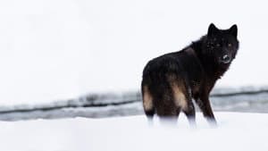 The Rise of Black Wolf — foto 1