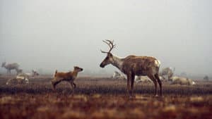 Being Caribou — foto 2