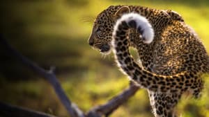 Jade Eyed Leopard — foto 5