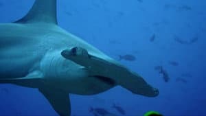 Galapagos — foto 4