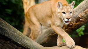 Man Vs. Puma — foto 3
