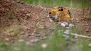 Prairie Dog Manor — foto 5