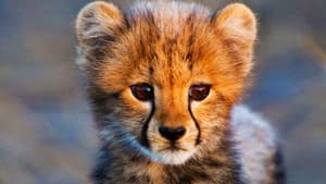 Animal Babies — foto 1
