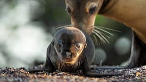 Leones Marinos de las Galápagos — foto 1