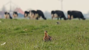 Vogels kun je niet melken — foto 1
